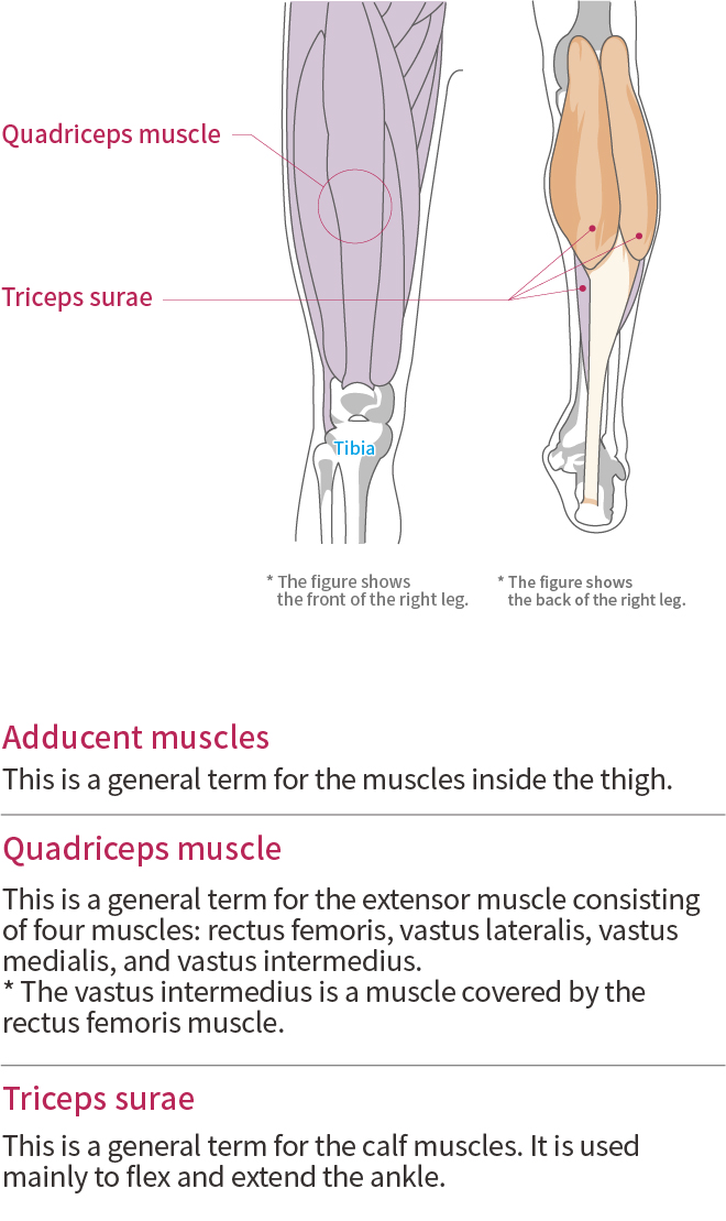 Thigh, Calf and Shin｜ZAMST